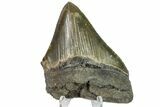 Bargain, Fossil Megalodon Tooth - Serrated Blade #163323-1